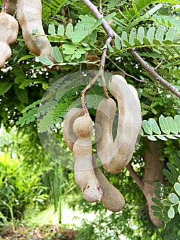 Tamarindus indica fruit