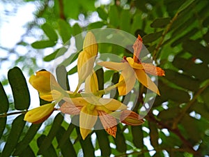 Tamarindus indica, Tamarindus indica flowers are blooming, a sign that Tamarindus indica fruit will appear.