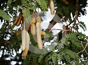 Tamarindus indica on a tree