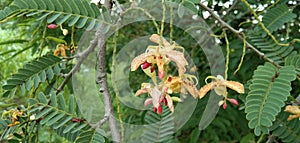 Tamarindus indica yellow red color flower and green leaf