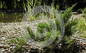 Tamariscifolia fits perfectly into the design of the garden. Juniper grows on the shore of the pond. Blurred background of pond photo