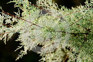Tamarisk