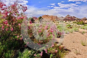 Tamarisk blooming in desert with pink flowers. photo