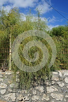 Tamarisk grows in August. Rhodes Island, Greece