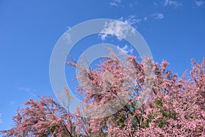 Tamarisk pink flowers