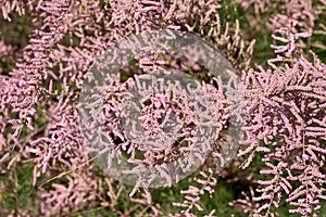 Tamarisk pink flowers