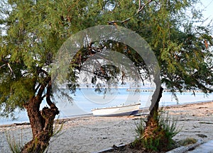 Tamarisk trees on the beach. Seascape of Peraia beach, suburb of Thessaloniki, Greece.