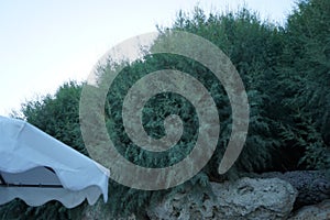 Tamarisk trees provide shade on the beaches of the resort in the village of Kolympia on the island of Rhodes, Greece