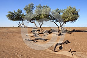 Tamarisk trees (Tamarix articulata) in the desert.