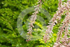 Tamarix bushes blossom