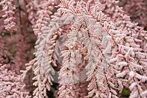 Tamarix bushes blossom