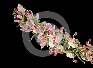 Tamarix flowers