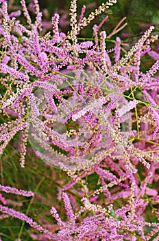 Tamarix flowers in a garden in Barcelona