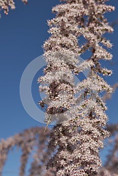 Tamarix gallica in bloom
