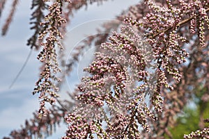 Tamarix gallica in bloom photo