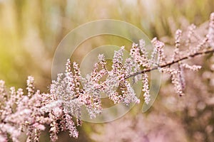 Tamarix gallica, French tamarisk - deciduous, herbaceous, twiggy shrub covered with pink flowers.