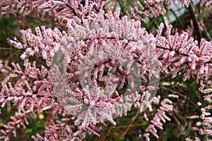 Tamarix gallica, or French tamarisk flowers in a garden photo