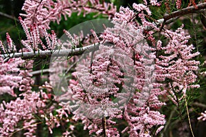 Tamarix gallica, or French tamarisk flowers in a garden photo