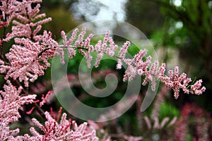 Tamarix gallica, or French tamarisk flowers in a garden photo