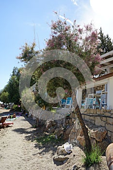 Tamarix gallica subsp. gallica blooms with pink-purple flowers in August. Rhodes Island, Greece