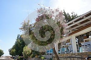 Tamarix gallica subsp. gallica blooms with pink-purple flowers in August. Rhodes Island, Greece