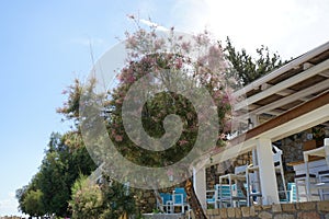 Tamarix gallica subsp. gallica blooms with pink-purple flowers in August. Rhodes Island, Greece