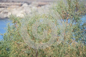 Tamarix gallica subsp. gallica grows after flowering in late August. Rhodes Island, Greece