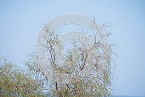Tamarix gallica subsp. gallica grows after flowering in late August. Rhodes Island, Greece
