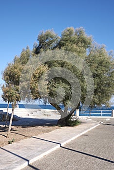 Tamarix gallica tree near the sea