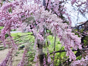 Tamarix parviflora or the Smallflower tamarisk