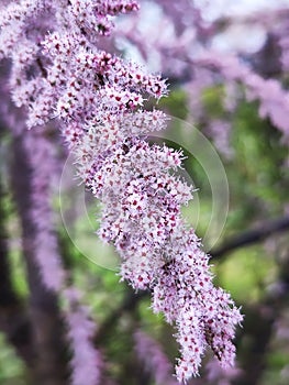 Tamarix parviflora or the Smallflower tamarisk