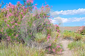 Tamarix ramosissima in bloom