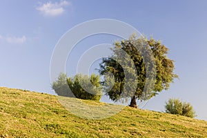 Tamarix ramosissima clipped into a ball on a hill near Mediterranean Sea against a blue sky