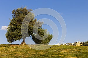 Tamarix ramosissima clipped into ball on a hill near the Mediterranean Sea against a blue sky