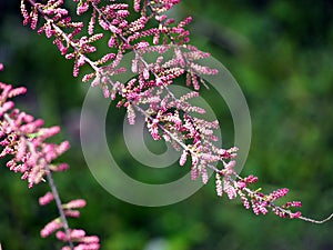 Tamarix - Tamarisk