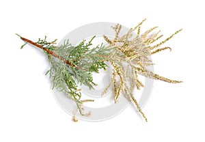 Tamarix or tamarisk, salt cedar isolated on white