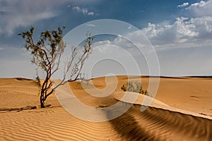 Tamarix tree in Iranian.