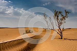 Tamarix tree in Iranian desert.