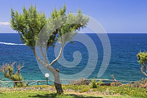 Tamarix trees and Mediterranean sea on a background. Crete