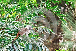 monkey sits on a tree