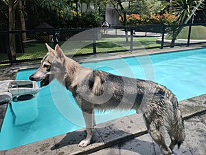 Tamaskan dog wet hair besides swimming pool