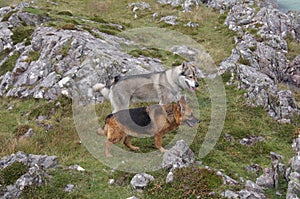 Tamaskan Wolf Dog and a German Shepherd at Rhu Beach near Arisaig in Lochaber, Inverness-shire, Scotland