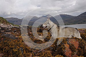 Tamaskan Wolf Dog at Upper Loch Torridon, Wester Ross, Highland Scotland