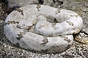 Tamaulipan Rock Rattlesnake