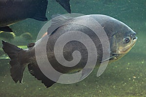 Tambaqui (Colossoma macropomum), also known as the giant pacu.