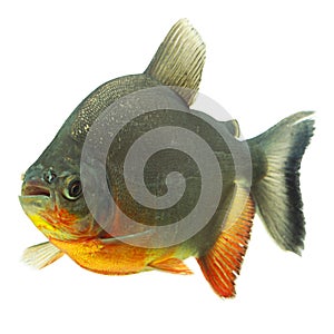 Tambaqui Fish Profile