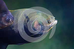 Tambaqui - Freshwater fish