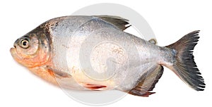 Tambaqui Pacu Fish. Live, peru. photo