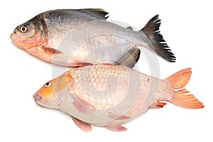 Tambaqui Pacu Fish. Live, peru. photo