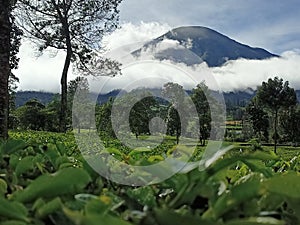 Tambi tea garden in wonosobo